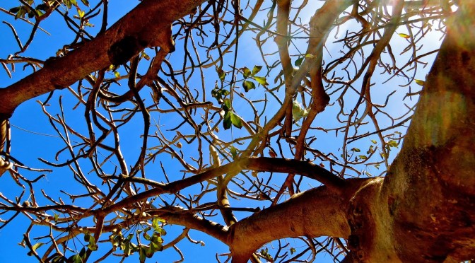 Conte et légende de baobabs